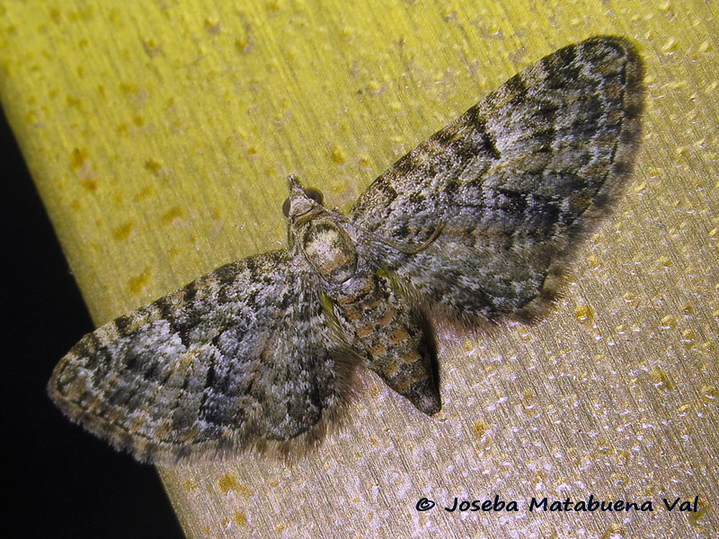 Eupithecia dodoneata - Geometridae ?